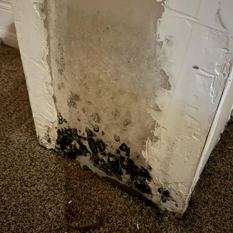 Professional Mold Removal in Columbus, TX